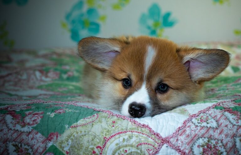 99exch Review: How India’s Emerging Exchange Platform Transforms Trading, Learning, and Sports Betting